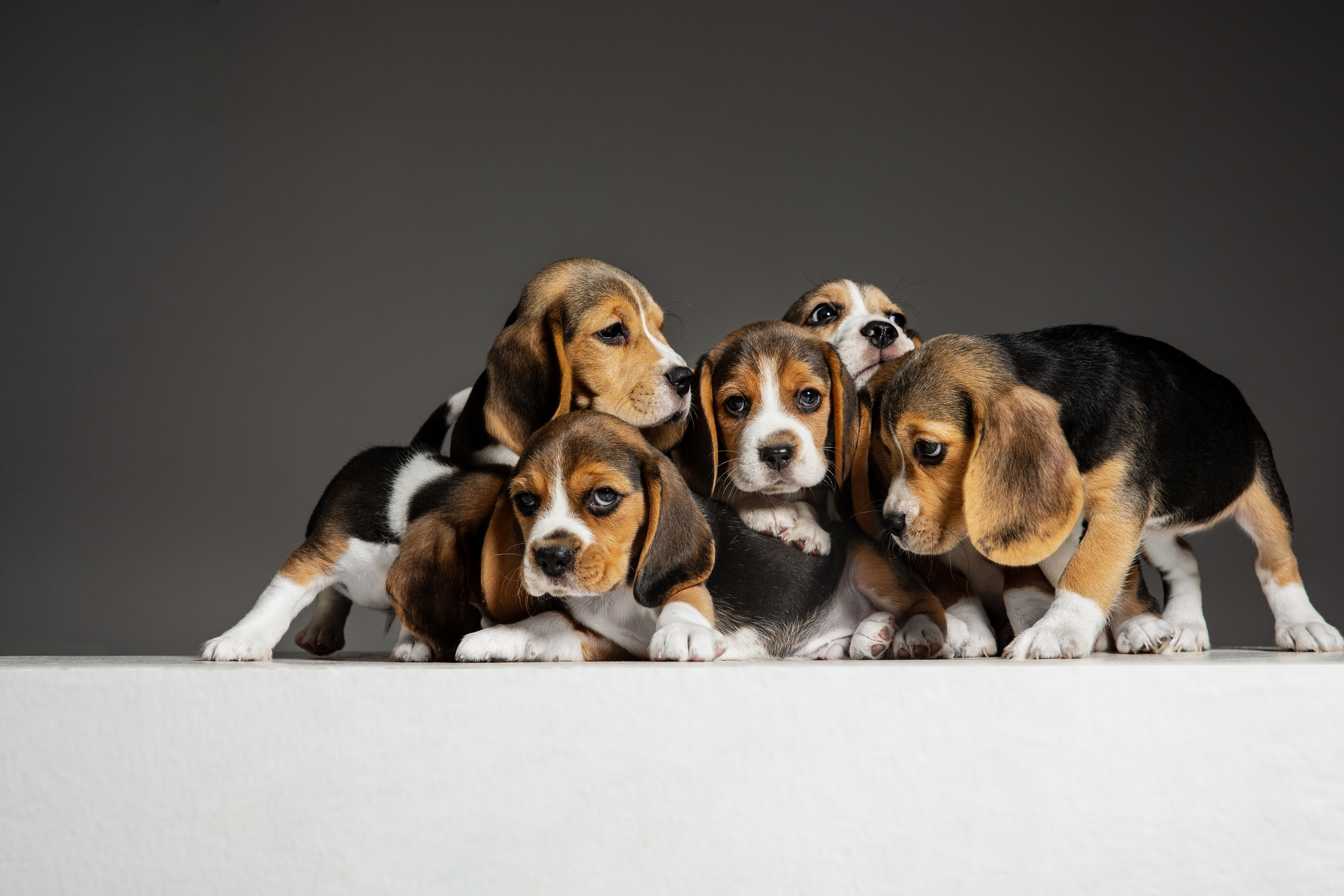 Studio shot of beagle puppies on grey studio background