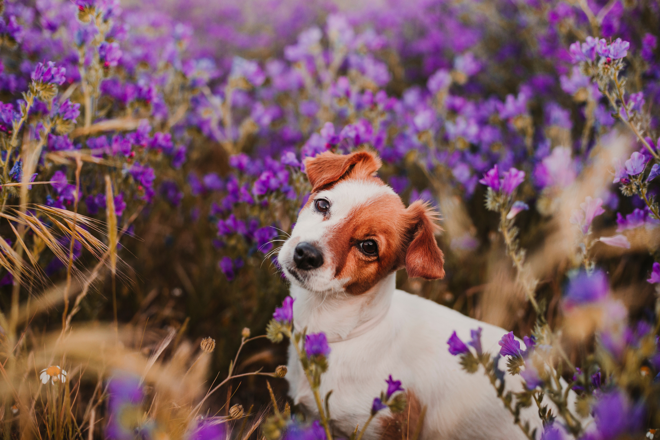 Cute Small Dog in Field of Lavender 