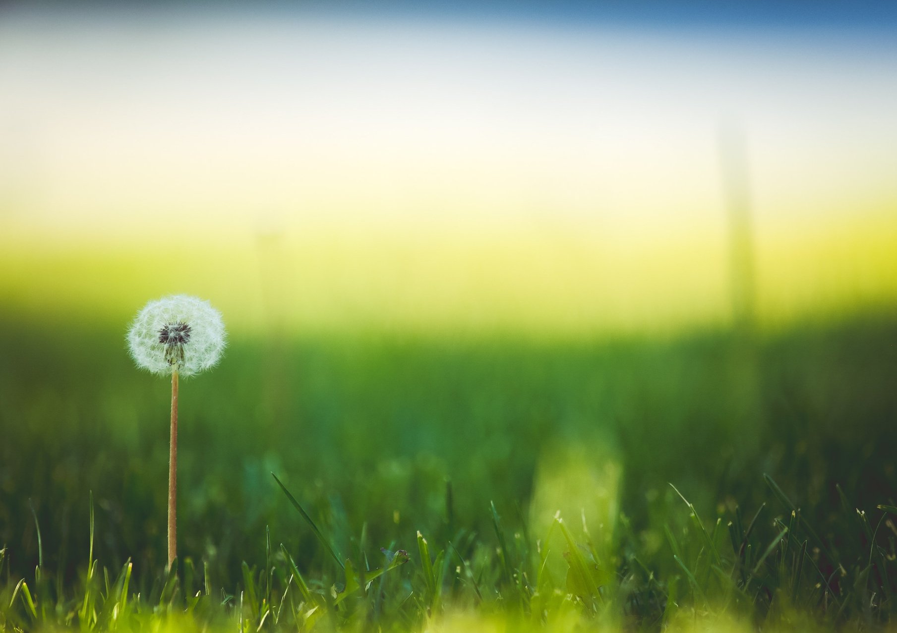 Dandelion in Grass Field